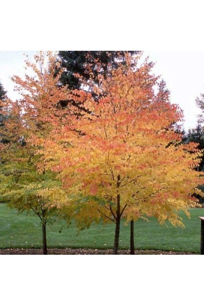 Багрянник японский